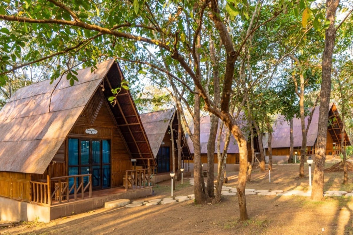 Wooden A-frame cottages among trees in golden evening light